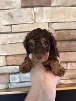 Brn ph mini clear, a male Poodle - Miniature  for sale in Holton, IN – Photo 1 of 4