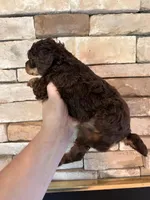 Brn ph mini clear, a male Poodle - Miniature  for sale in Holton, IN – Photo 4 of 4