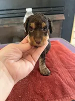 Brn ph mini clear, a male Poodle - Miniature  for sale in Holton, IN – Photo 2 of 4