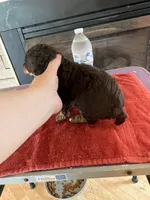 Brn ph mini clear, a male Poodle - Miniature  for sale in Holton, IN – Photo 3 of 4