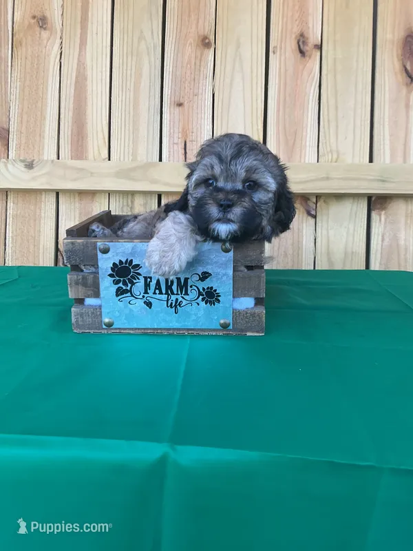 Taylor Swift – Shihpoo puppy for sale in Holton, IN