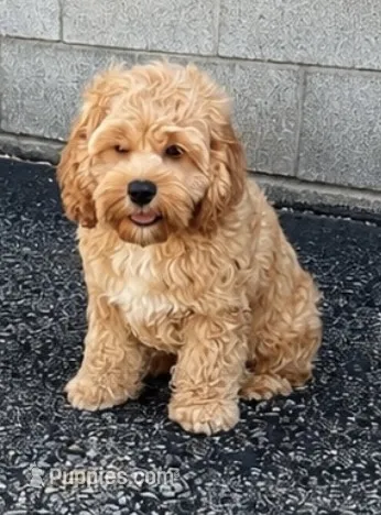 Sutton – Cockapoo puppy for sale in Holton, IN