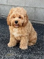 Sutton, a male Cockapoo for sale in Holton, IN – 1 of 2