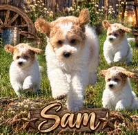 Sam, a male Cockapoo for sale in Holton, IN – 1 of 2