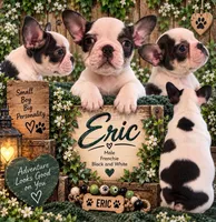 Eric, a male French Bulldog for sale in Holton, IN – 1 of 4