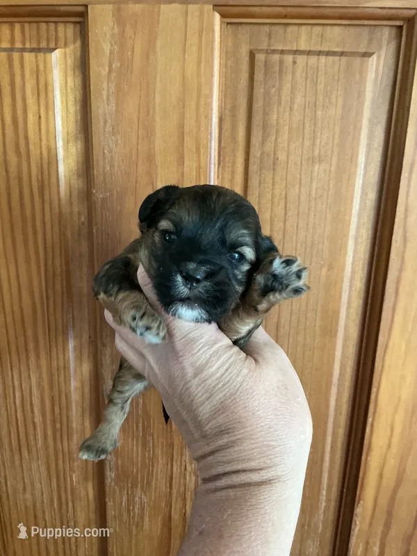 Taylor Swift – Shihpoo puppy for sale in Holton, IN
