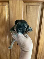 Taylor Swift, a female Shihpoo for sale in Holton, IN – 1 of 3