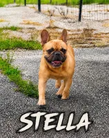 Barron coco, a male French Bulldog for sale in Holton, IN – 2 of 3