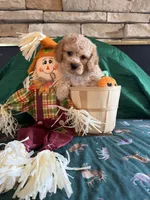 Thomas, a male Cockapoo for sale in Holton, IN – 3 of 3