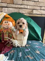 James, a male Cockapoo for sale in Holton, IN – 2 of 3