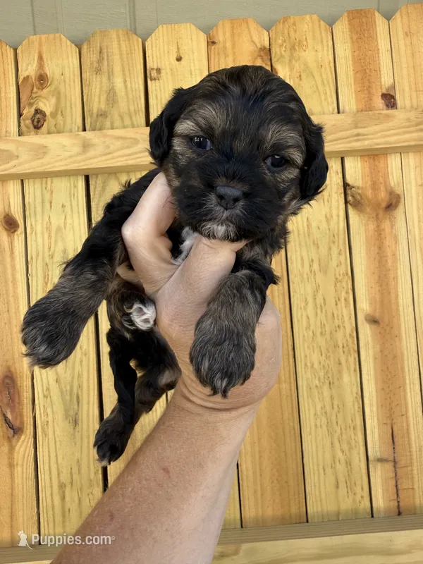 Tiffany – Shihpoo puppy for sale in Holton, IN
