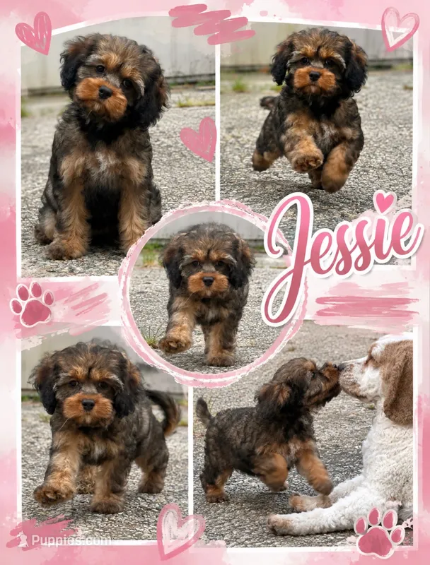 Jesse – Cockapoo puppy for sale in Holton, IN