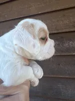 Female, a female French Bulldog and Cockapoo for sale in Holton, IN – Photo 2 of 2