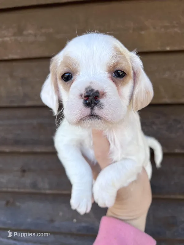 Female, a female French Bulldog and Cockapoo for sale in Holton, IN – Photo 1 of 2