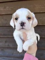 Female, a female French Bulldog and Cockapoo for sale in Holton, IN – Photo 1 of 2
