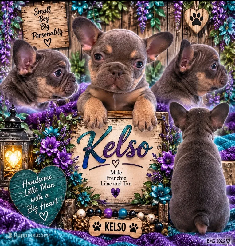 Kelso – French Bulldog puppy for sale in Holton, IN