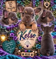 Kelso, a male French Bulldog for sale in Holton, IN – 1 of 5