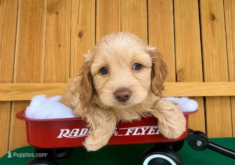 Woody – Cockapoo puppy for sale in Holton, IN