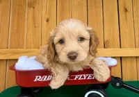 Woody, a male Cockapoo for sale in Holton, IN – 1 of 1