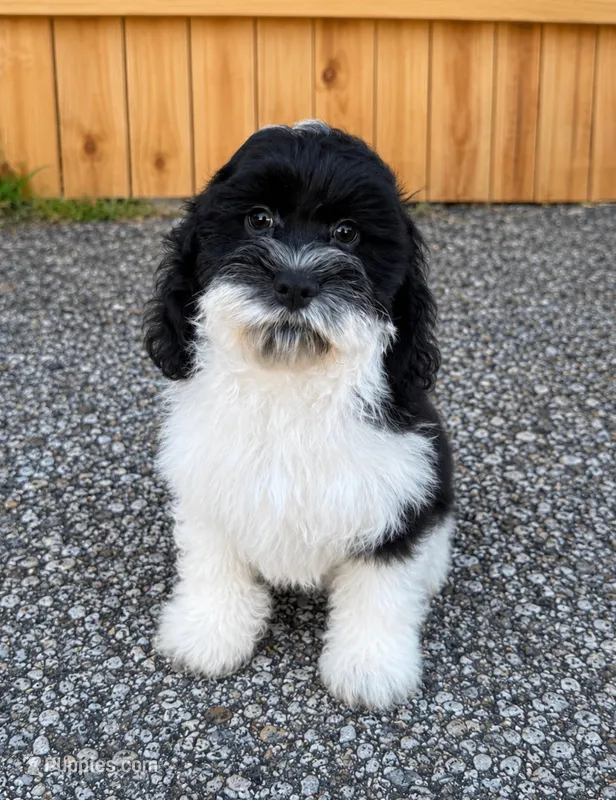 Domino  – Cockapoo puppy for sale in Holton, IN