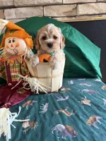 James, a male Cockapoo for sale in Holton, IN – 3 of 3