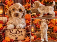 Bailey roan, a male Cockapoo for sale in Holton, IN – 1 of 3