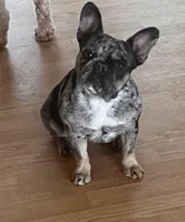 Aria, a female French Bulldog for sale in Holton, IN – Photo 4 of 4