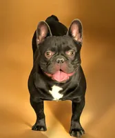 Aria, a female French Bulldog for sale in Holton, IN – Photo 3 of 4