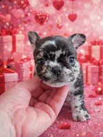 Aria, a female French Bulldog for sale in Holton, IN – Photo 1 of 4