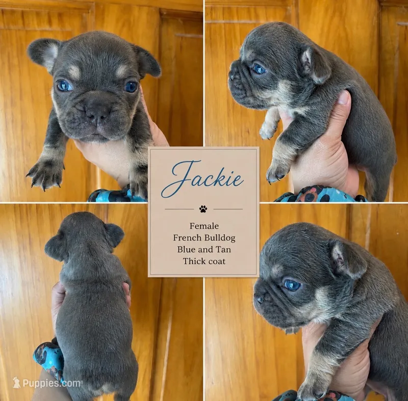 Jackie  – French Bulldog puppy on hold in Holton, IN