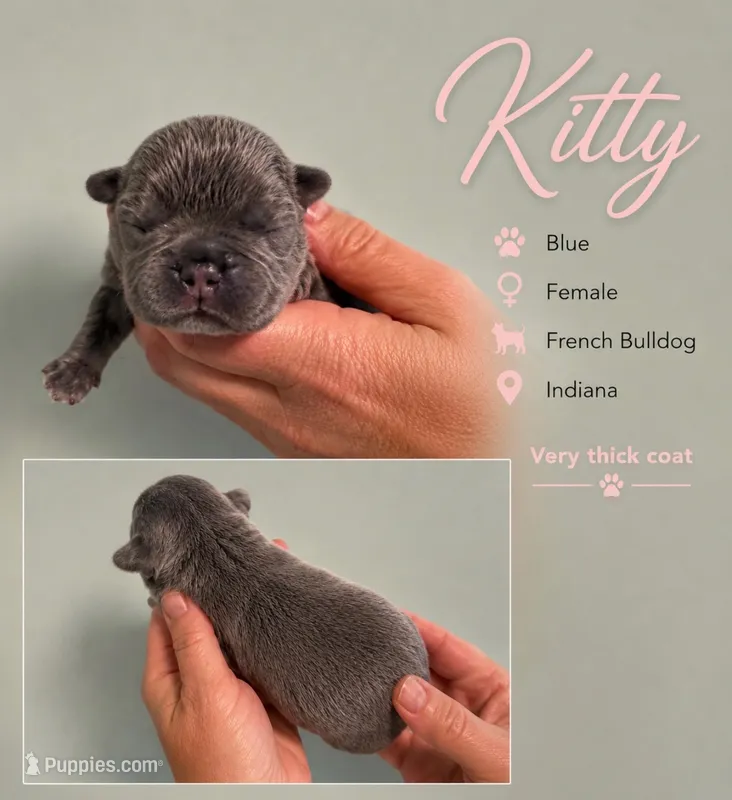Kitty – French Bulldog puppy for sale in Holton, IN