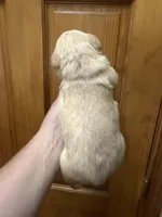 Golden female , a female French Bulldog and Cockapoo for sale in Holton, IN – Photo 3 of 5