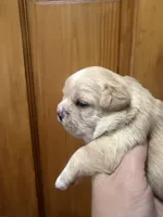 Golden female , a female French Bulldog and Cockapoo for sale in Holton, IN – Photo 2 of 5