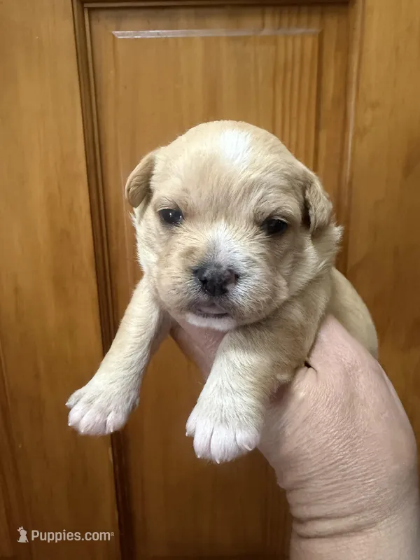 Golden female  – French Bulldog, Cockapoo puppy for sale in Holton, IN