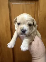 Golden female , a female French Bulldog and Cockapoo for sale in Holton, IN – Photo 1 of 5