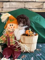 Patron, a male Cockapoo for sale in Holton, IN – 2 of 4