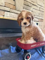 Cassiel maxi size, a male Cockapoo for sale in Holton, IN – 2 of 3