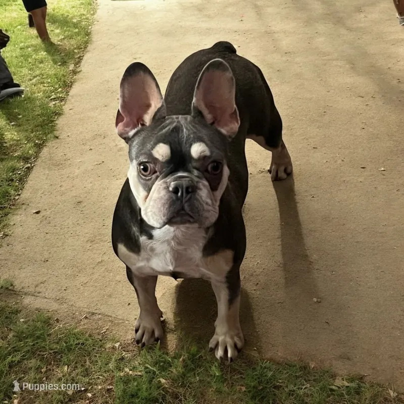 Free whelper AKC – French Bulldog puppy for sale in Holton, IN