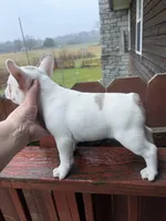 Choc Merle , a female French Bulldog for sale in Holton, IN – Photo 2 of 3