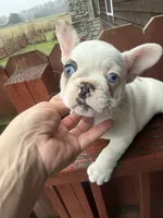 Hera, a female French Bulldog for sale in Holton, IN – Photo 1 of 2