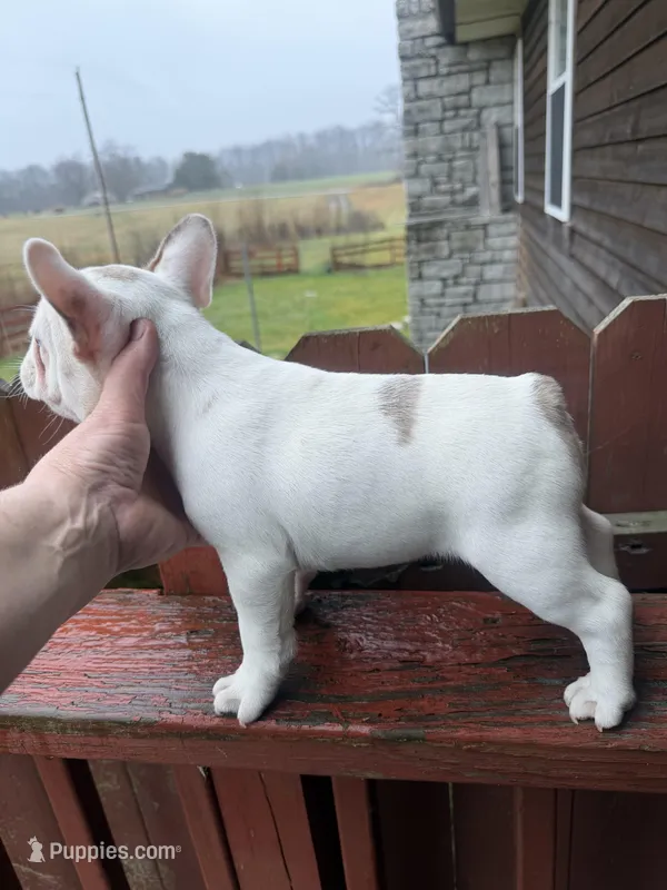 Hera – French Bulldog puppy for sale in Holton, IN