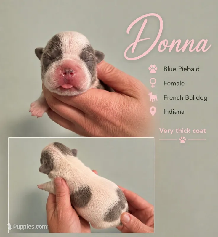 Donna – French Bulldog puppy for sale in Holton, IN