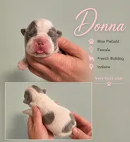 Donna, a female French Bulldog for sale in Holton, IN – 1 of 3