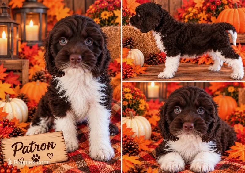 Patron – Cockapoo puppy for sale in Holton, IN