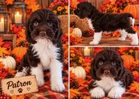 Patron, a male Cockapoo for sale in Holton, IN – 1 of 4