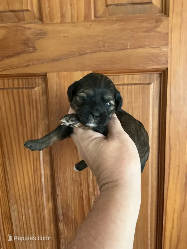 Tiffany – Shihpoo puppy for sale in Holton, IN