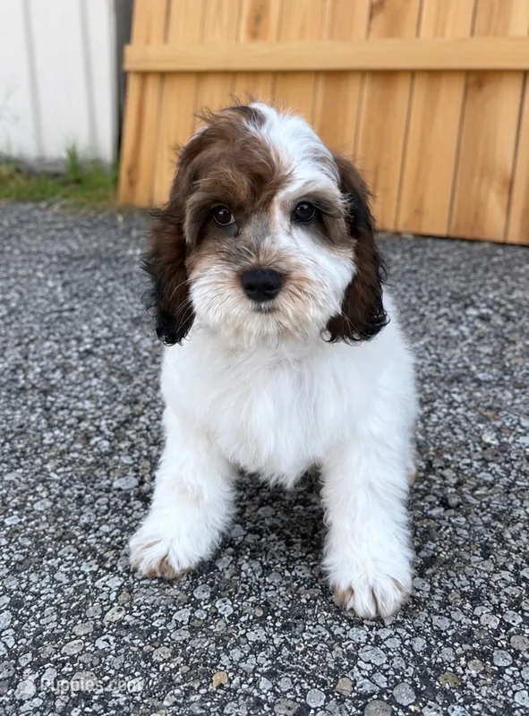 Shaggy – Cockapoo puppy for sale in Holton, IN