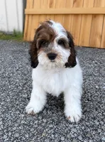 Shaggy, a male Cockapoo for sale in Holton, IN – 1 of 1