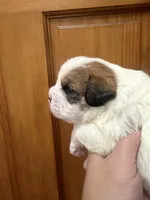 Sable and white male, a male French Bulldog and Cockapoo for sale in Holton, IN – Photo 2 of 5