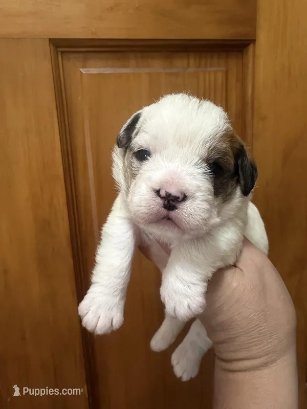 Sable and white male – French Bulldog, Cockapoo puppy for sale in Holton, IN
